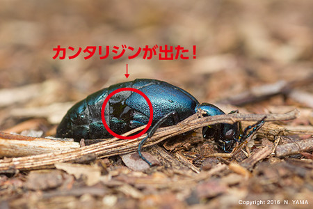 オオツチハンミョウ