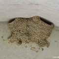 Photos: イワツバメの巣