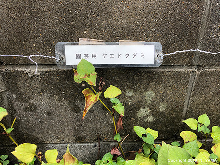 ヤエドクダミ