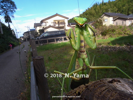 ハラビロカマキリ