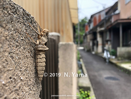 オニヤンマ
