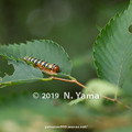 Photos: yamanao999_insect2019_125