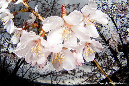 山桜