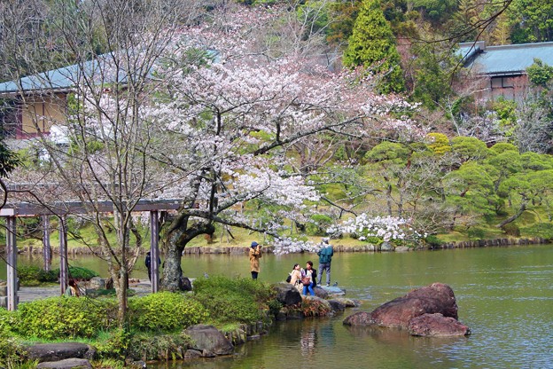 １ 成田山公園池の畔に咲く桜 ａ 写真共有サイト フォト蔵