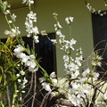Photos: 桃