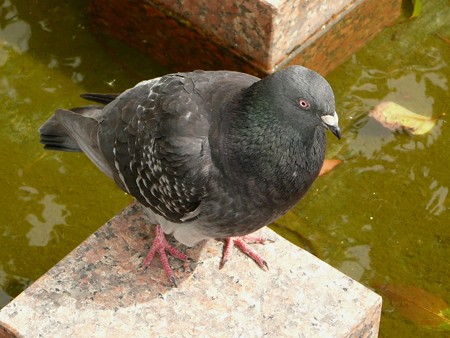 徳島の鳩