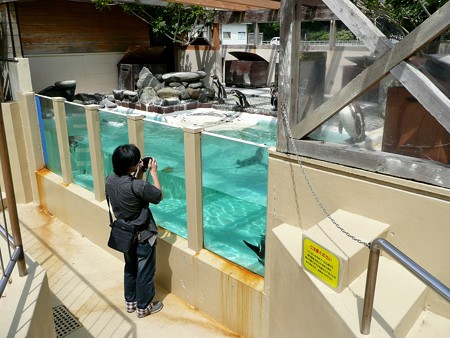 下田海中水族館のペンギンプール