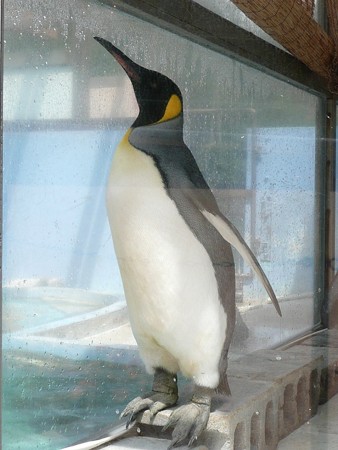 下田海中水族館のキングペンギン