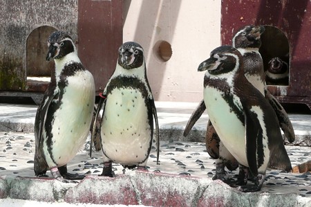 下田海中水族館のフンボルトペンギン