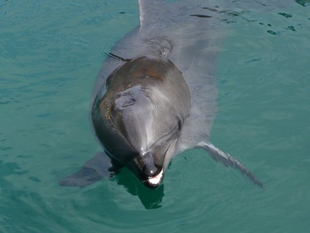 下田海中水族館のバンドウイルカ