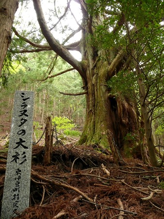 シラヌタの大杉