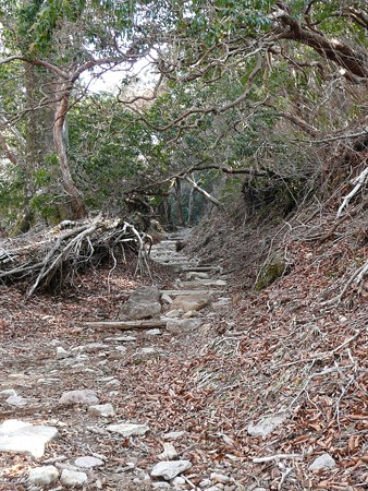 八丁池へ続くハイキングコース