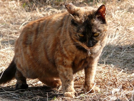 香貫山の猫