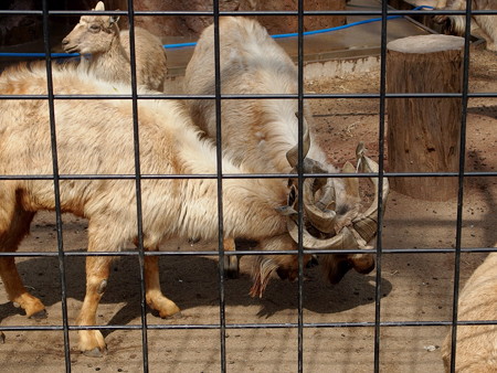 夢見ヶ崎動物公園のマーコール