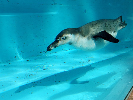 夢見ヶ崎動物公園のフンボルトペンギン