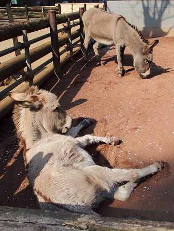 夢見ヶ崎動物公園のロバ