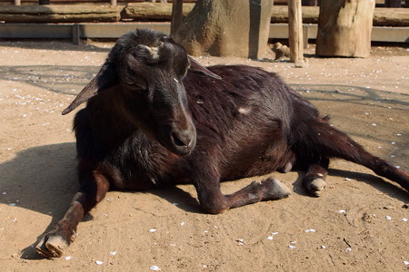 夢見ヶ崎動物公園のヤギ