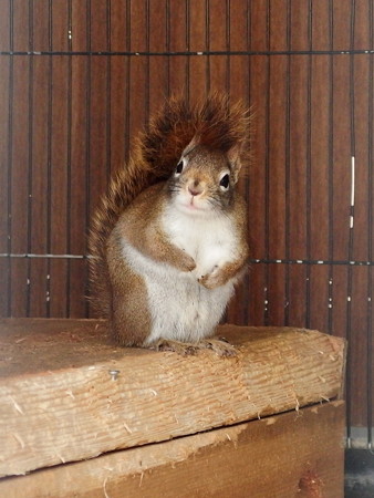 夢見ヶ崎動物公園のアカリス君