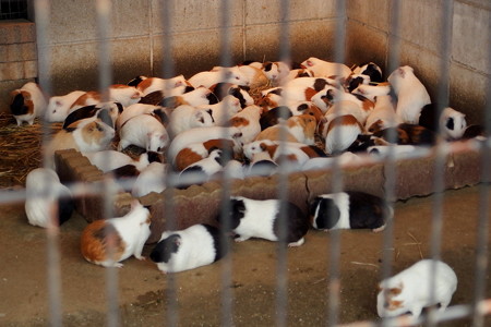 夢見ヶ崎動物公園のモルモット達