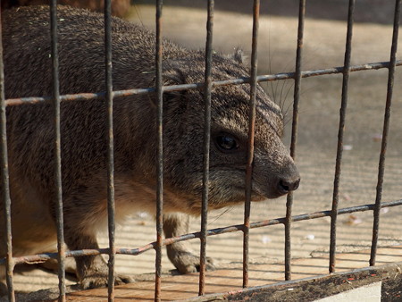 夢見ヶ崎動物公園のケープハイラックス