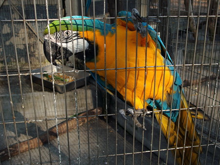 夢見ヶ崎動物公園のルリコンゴウインコ