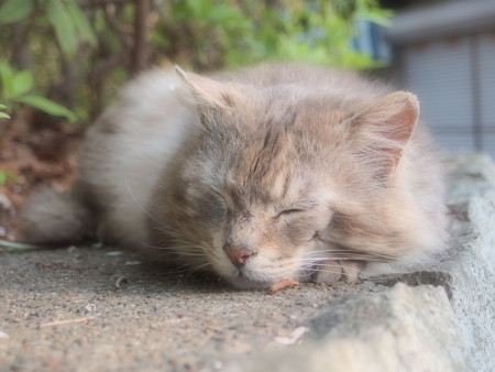 夢見ヶ崎動物公園の猫