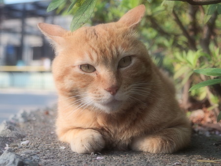 夢見ヶ崎動物公園の猫