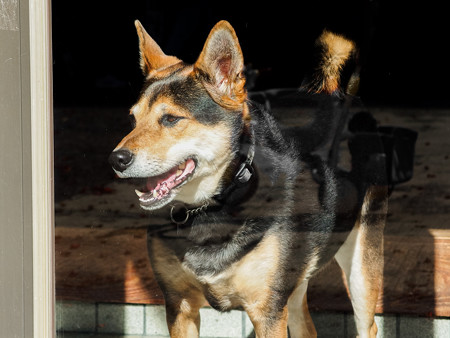 求夢荘の看板犬