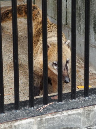 アカハナグマ