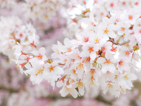 富士山さくらの園の桜