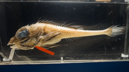 ウオノエに寄生されたトリカジカの標本
