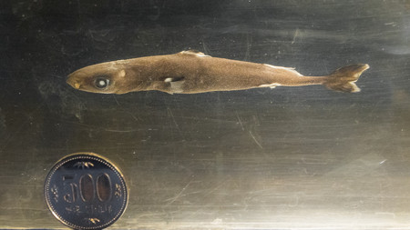 ツラナガコビトザメの標本