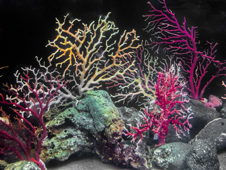 深い海のサンゴ