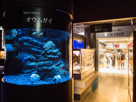 オウムガイの水槽