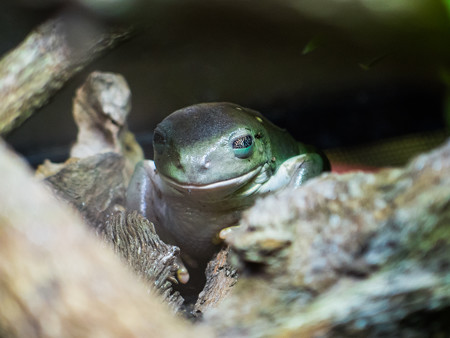 メキシコフトアマガエル