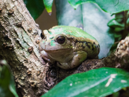 リオバンバフクロアマガエル