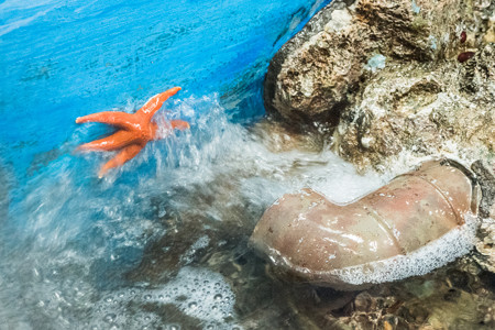 吹き出す水に打たれるアカヒトデ