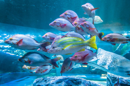 トンネル水槽の魚たち