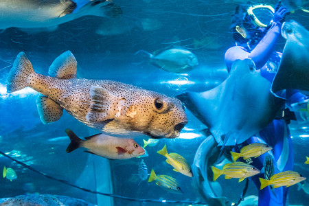 トンネル水槽の魚たち