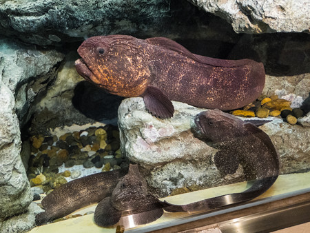 オオカミウオの水槽