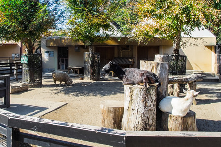 ヤギたちの広場