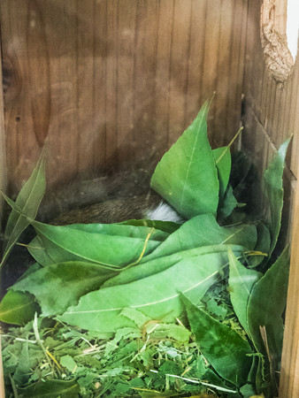 巣箱で眠るモモンガ