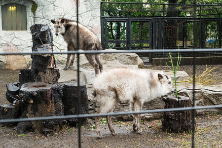 ニホンカモシカのムムとモモ