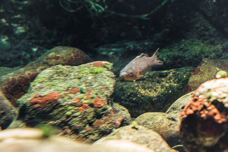 オオサンショウウオの水槽にいる魚