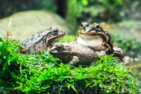 ツチガエルとトウキョウダルマガエル