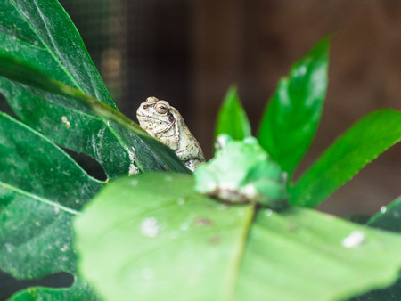 カエルハウスのニホンアマガエル