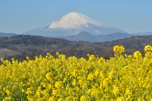 菜の花と富士山 写真共有サイト フォト蔵