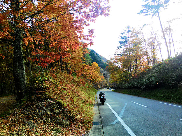 P_20151101_145208 せせらぎ街道 写真: P_20151101_145208 せせらぎ街道
