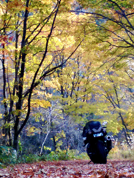 P_20151101_145842 秋の風情 写真: P_20151101_145842 秋の風情