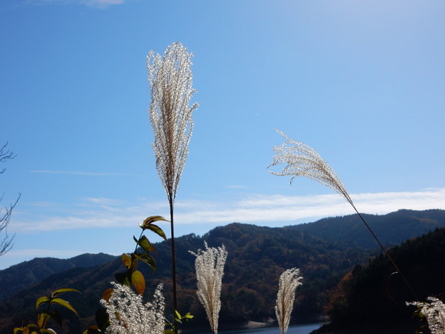 DSCN0105 三河湖すすき 写真: DSCN0105 三河湖すすき